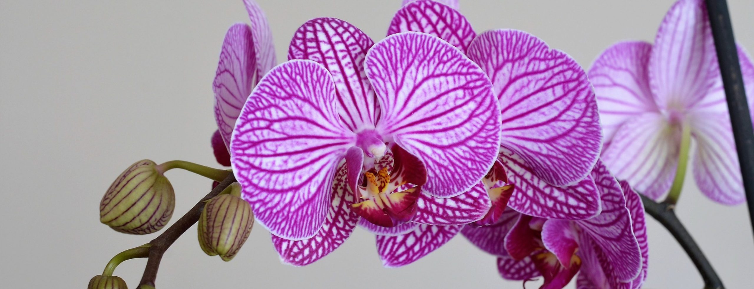 Orchideenwasser