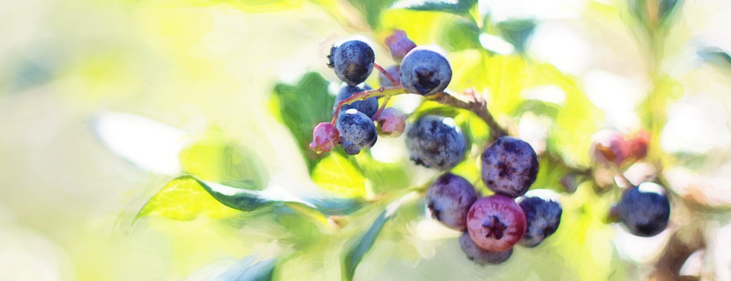 Richtige Pflege von Beeren und Beerenstauden