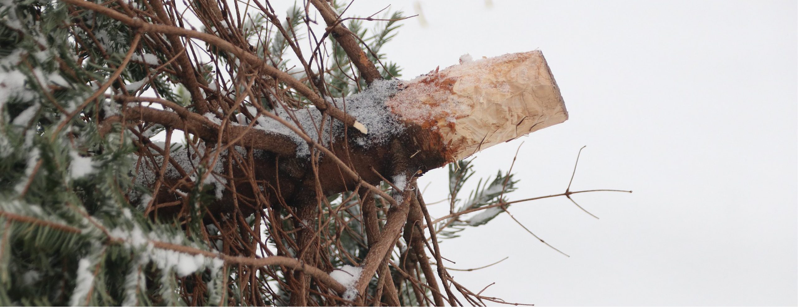 So recyclen Sie Ihren Weihnachtsbaum